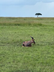 Impala in field