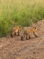 baby lion cubs