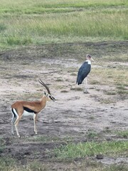 impala in the savannah