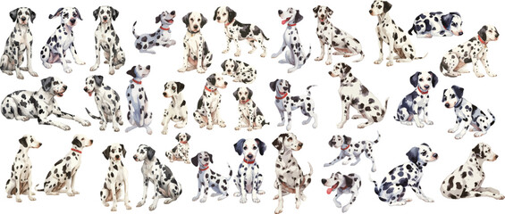 dalmatian watercolor clipart