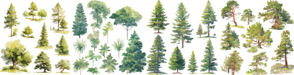 cypress pine watercolor clipart