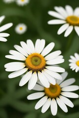Fototapeta premium Beautiful Flower