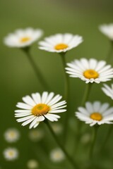 Fototapeta premium Beautiful Flower