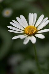 Fototapeta premium Beautiful Flower