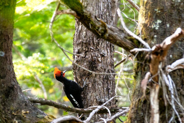 Pale-billed woodpecker (Campephilus guatemalensis) is a very large woodpecker that is a resident breeding bird from chile.