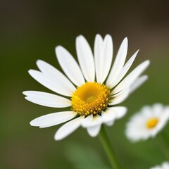 Fototapeta premium Beautiful Flower