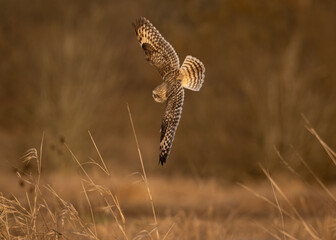 Short-eared owl in flight
