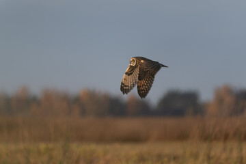 Short-eared owl in flight