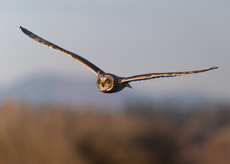 Short-eared owl in flight
