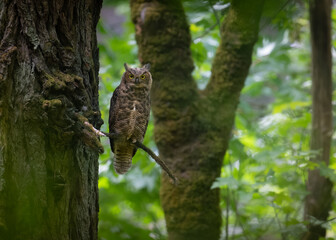 Great Horned owl