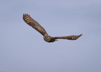 Great Horned owI in flight 