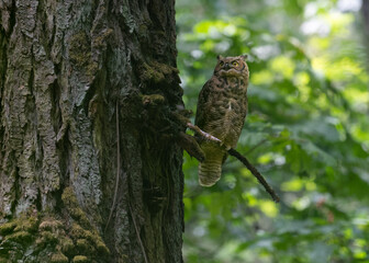 Great Horned owl
