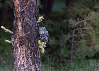 Great Gray owl perched in tree