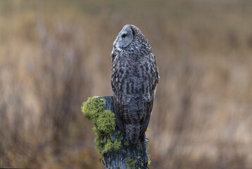 Great Gray owl perched