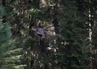 Great Gray owl in flight