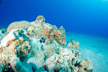 クマノミ　小笠原