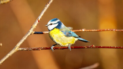 Blue Tit Perched on a Branch