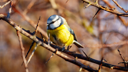 Blue Tit Perched on a Branch