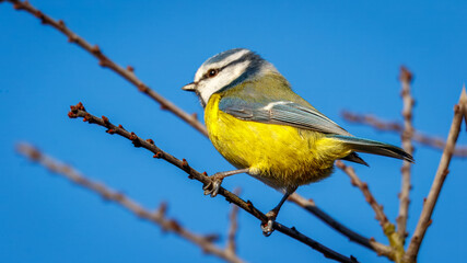 Blue Tit Perched on a Branch