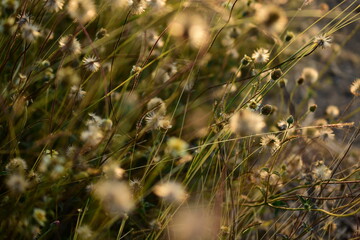 Close-up of a meadow of spring flowers starting to wither. There is blur in the close-up image. and...