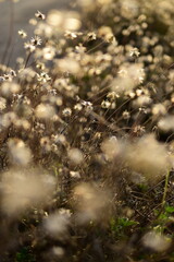 Close-up of a meadow of spring flowers starting to wither. There is blur in the close-up image. and the distance of the image that is further away
