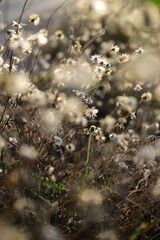 Close-up of a meadow of spring flowers starting to wither. There is blur in the close-up image. and the distance of the image that is further away