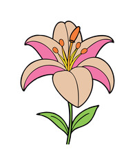 Colorful Lily Flower Illustration - Vibrant Floral Art
