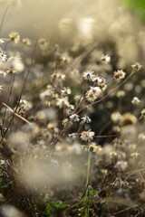 Close-up of a meadow of spring flowers starting to wither. There is blur in the close-up image. and the distance of the image that is further away