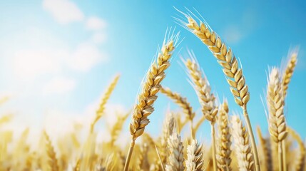 Fototapeta premium Golden Wheat Field Under a Sunny Sky