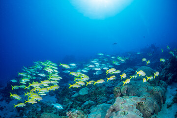 ホウセキキントキとアカヒメジの群れ　小笠原