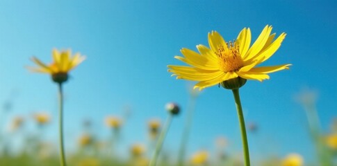 Yellow flower of Tragopogon pratensis against blue sky, Blue sky,