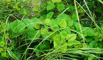 grass lizards in the green bush, and grass