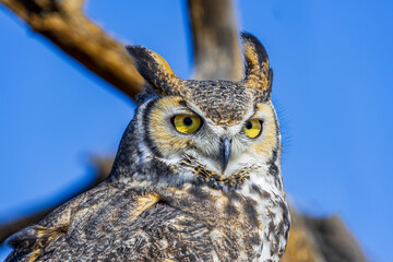A great horned owl in the Sonoran desert near Tucson Arizona