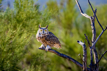 A great horned owl in the Sonoran desert near Tucson Arizona