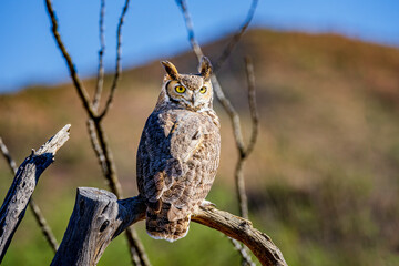 A great horned owl in the Sonoran desert near Tucson Arizona