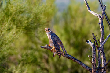 A prairie falcon in the Sonoran desert near Tucson Arizona