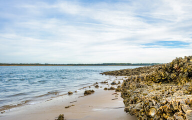 Oyster shells by the river