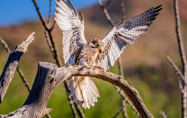 A prairie falcon in the Sonoran desert near Tucson Arizona