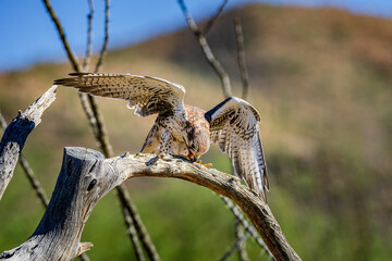 A prairie falcon in the Sonoran desert near Tucson Arizona