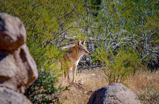 A coyote in the Sonoran desert near Tucson Arizona