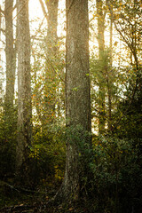 Fototapeta premium Sunset Forrest