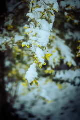 Snowy Yellow Leaf