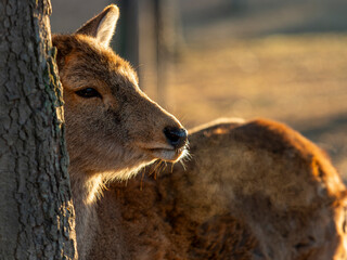 白い息を吐く奈良公園の鹿