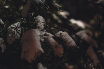 Snow-covered pine branches at night with soft shadows