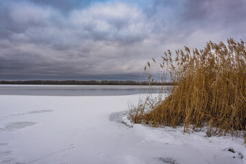 Obraz premium Winter lake landscape with frozen shoreline and dry reeds