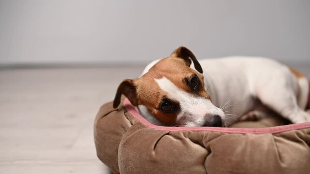 Jack Russell Terrier Dog Chewing on a Rawhide Bone. 