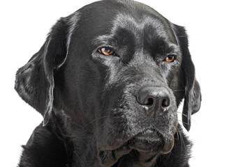 Black Labrador Retriever dog isolated on white.