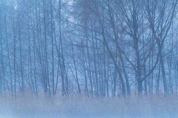 Foggy winter forest by a calm lake in blue tones