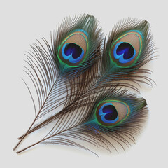 Obraz premium Colorful peacock feathers arranged in a decorative pattern showcasing vibrant colors and intricate details of natures design