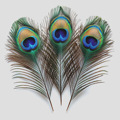 Obraz premium Collection of vibrant peacock feathers arranged on a white background showcasing intricate patterns and colors for artistic or decorative use